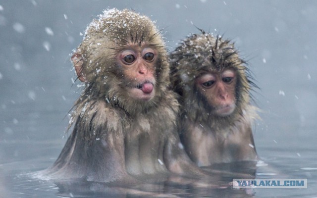 Картинки из сети