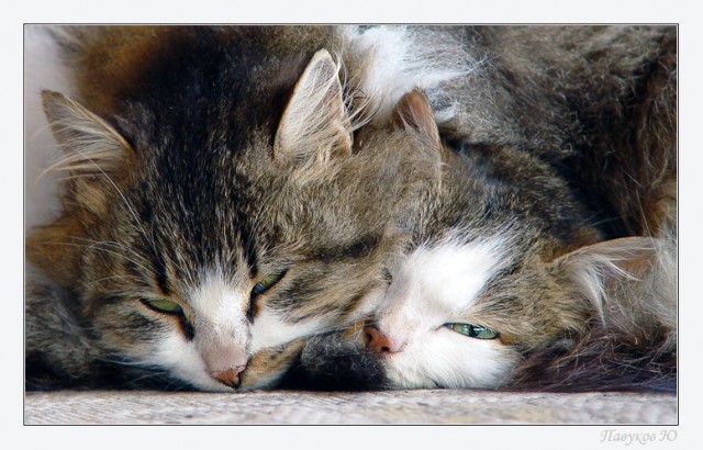 Коты, кошки, котята