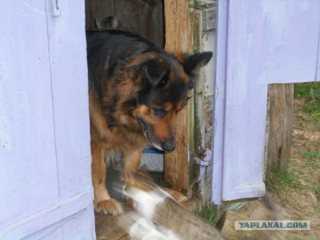 Жизнь домашнего приюта для котеек 108