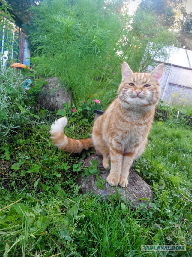 Котовторник 06.09.2016
