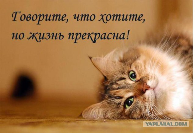 А вы почему на ЯПе?