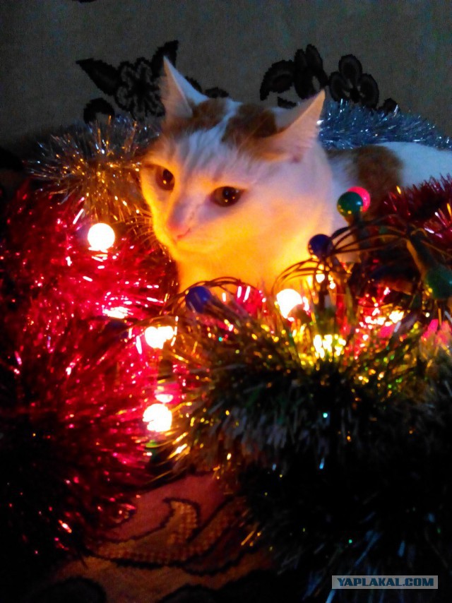 Котовторник 20.12.2016