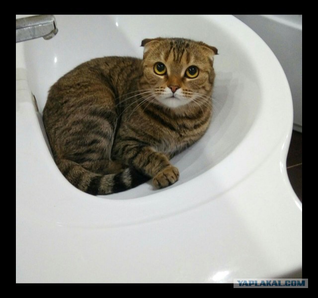Котовторник 28.02.2017