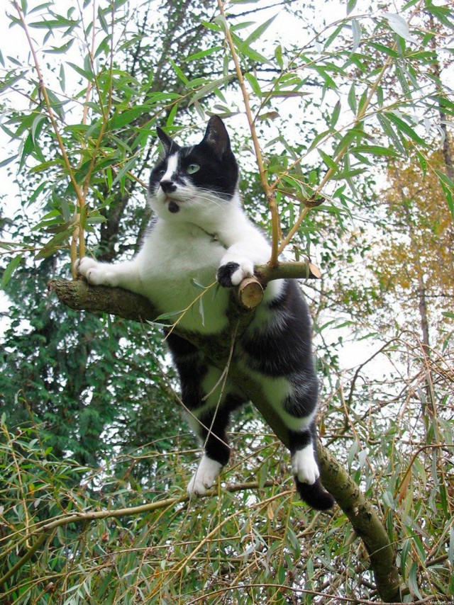 Коты и Кошки