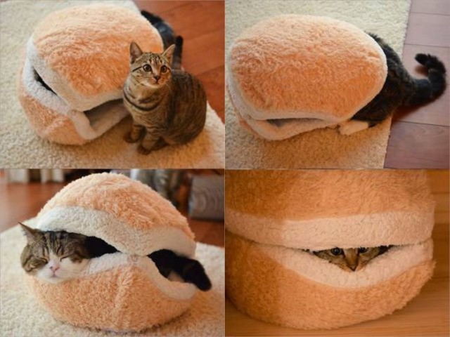 Коты и Кошки