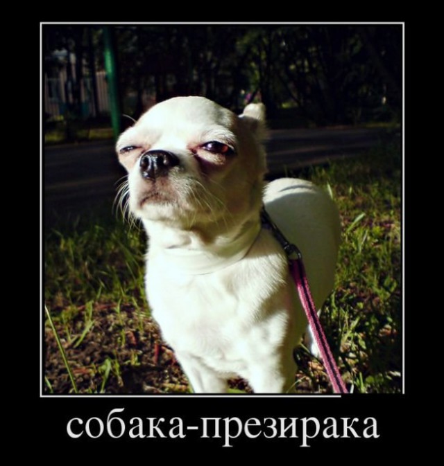 Картинки всякие для поднятия настроения!