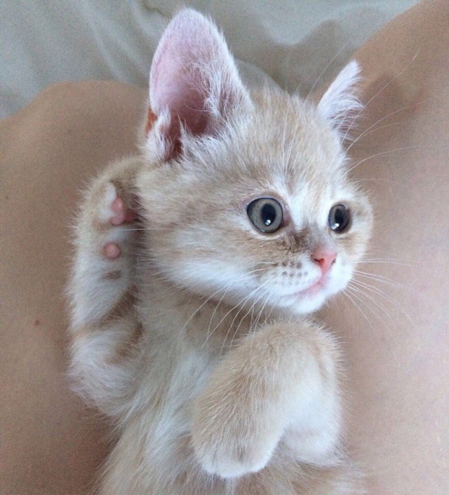 Коты и Кошки