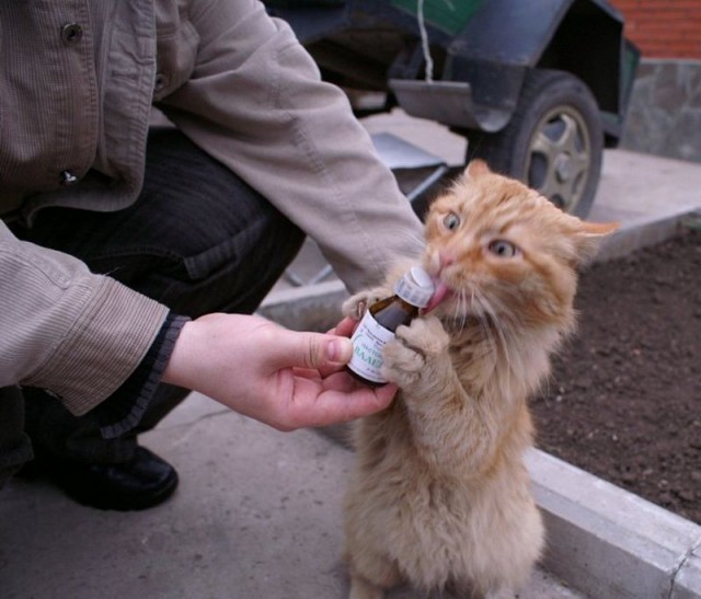 Коты и Кошки