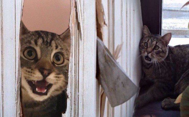 Коты и Кошки