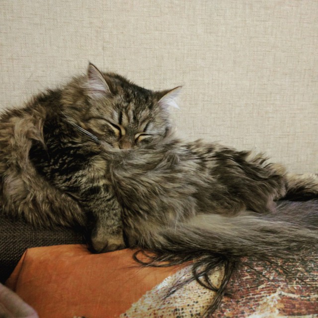 Коты и Кошки
