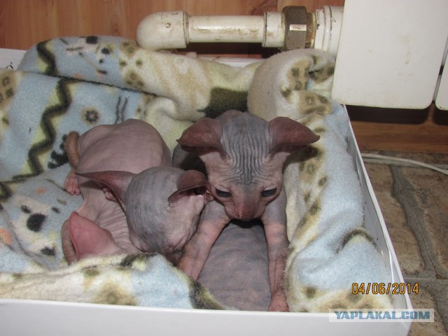 Кошмарно симпатичный