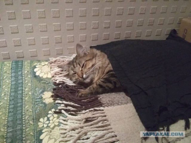Котовторник 13.03.2018