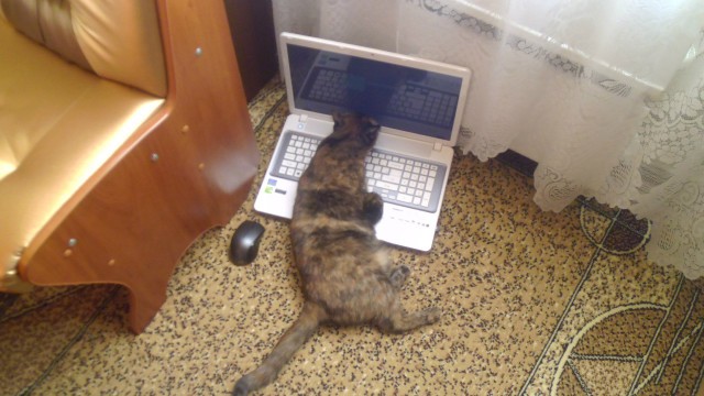 Живность из сети