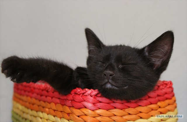 УРРААА ! Котовторник на ЯПлакалъ !