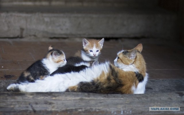 Котовторник (16.09.08)
