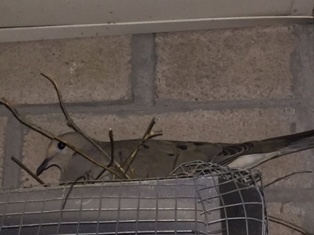 Четыре года «войны» с птицами