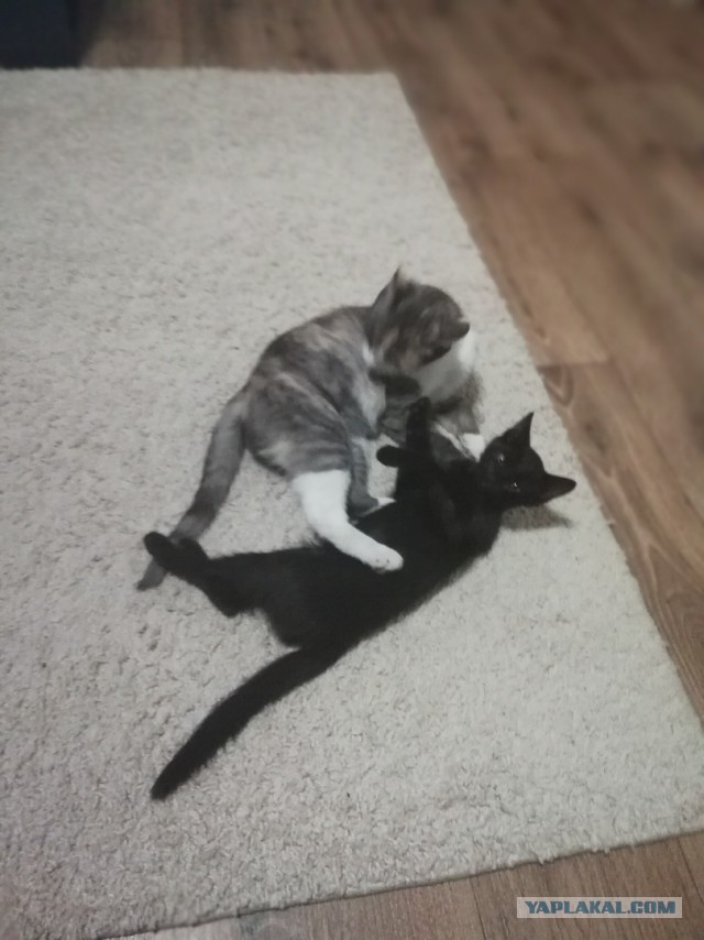 Котовторник 14.08.2018