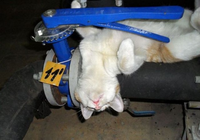 Котовторник!