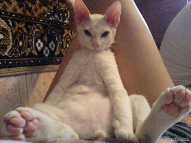 Котовторник 20.12.2011