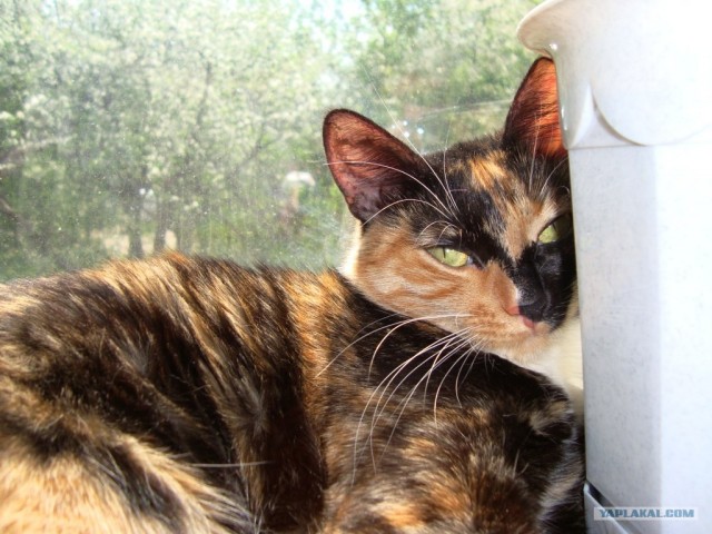 Первый КОТОВТОРНИК 2012