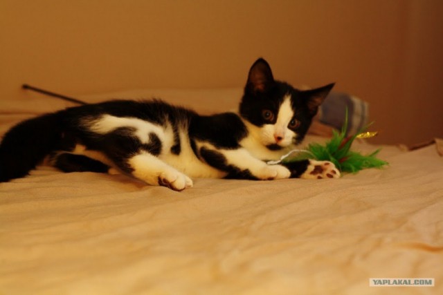 Котовторник 17 января