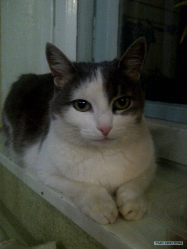 Котовторник (15.05.2012)