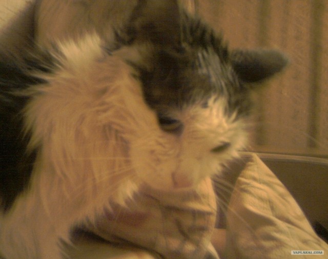 Котовторник 29.05.2012