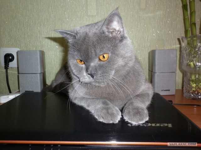 Котовторник  28.08.12