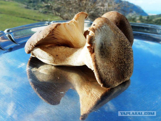 Конопля с грибами