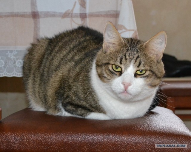 История одного кота