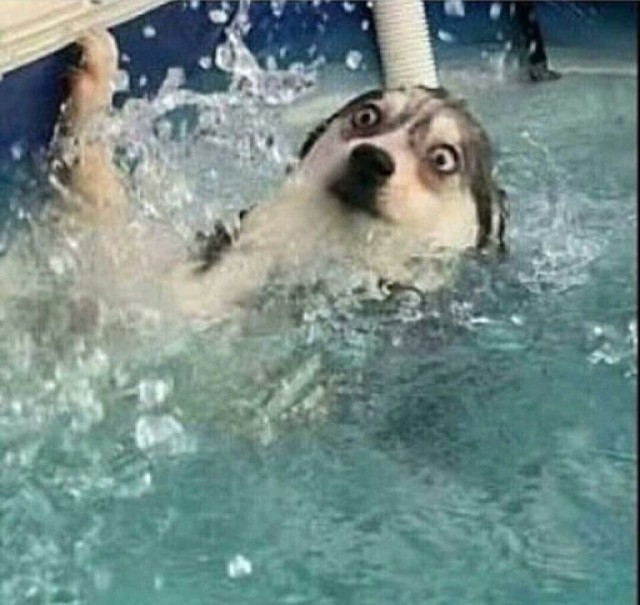 Живность из сети