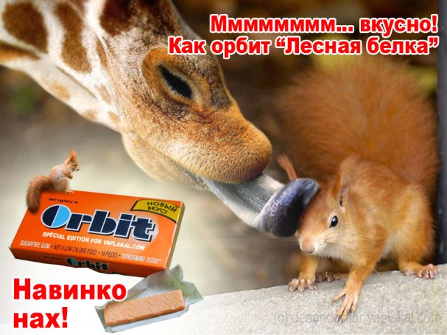 Орбит. Новый вкус. Лесная белка
