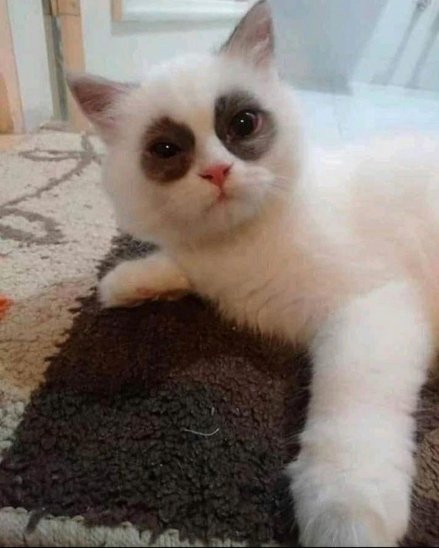 Забавные фото котеек