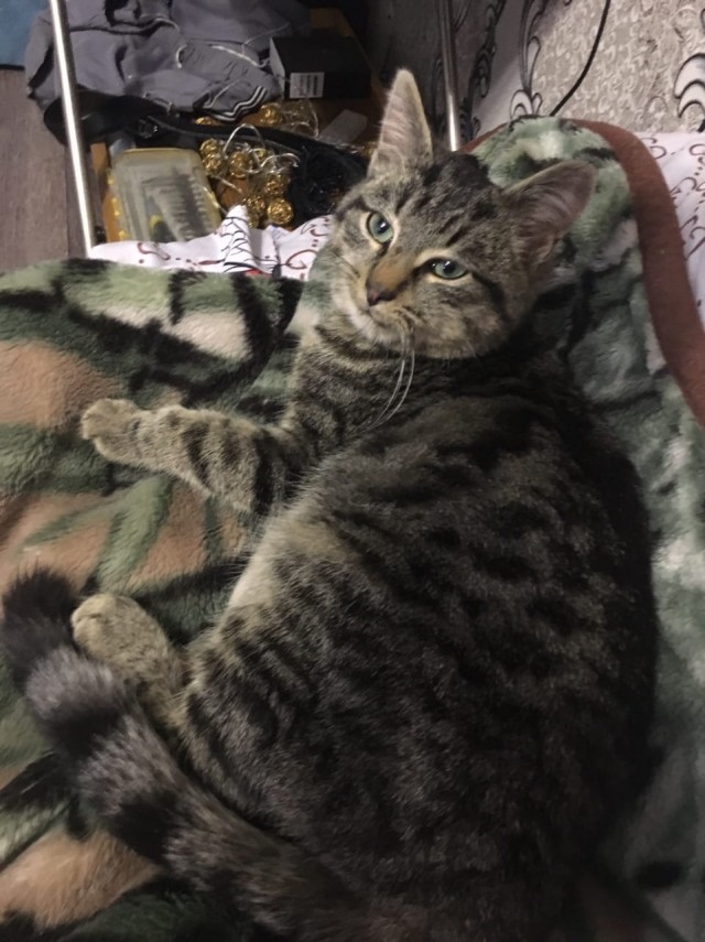 Забавные фото котеек