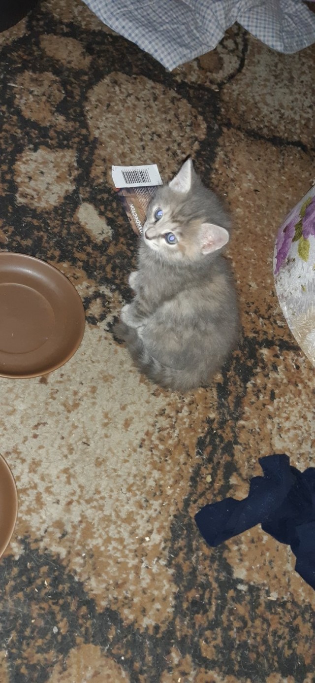 Забавные фото котеек