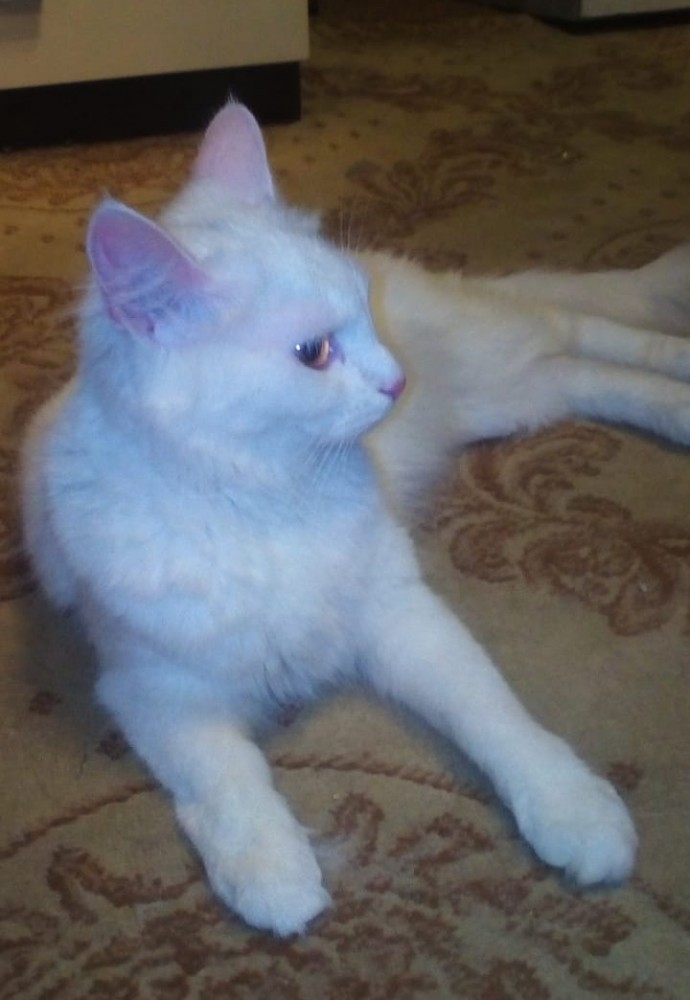 ЯП в кошках