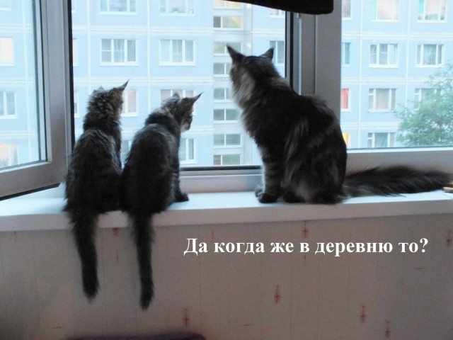 Живность от hissen