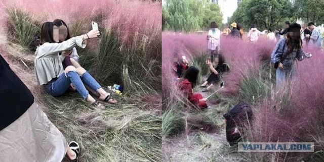 Любители селфи вытоптали уникальное поле цветов