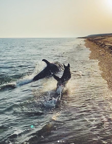 Знакомство овчарки с дельфином в Крыму