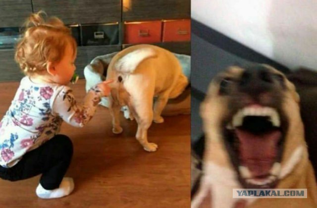 Питомец Грабли