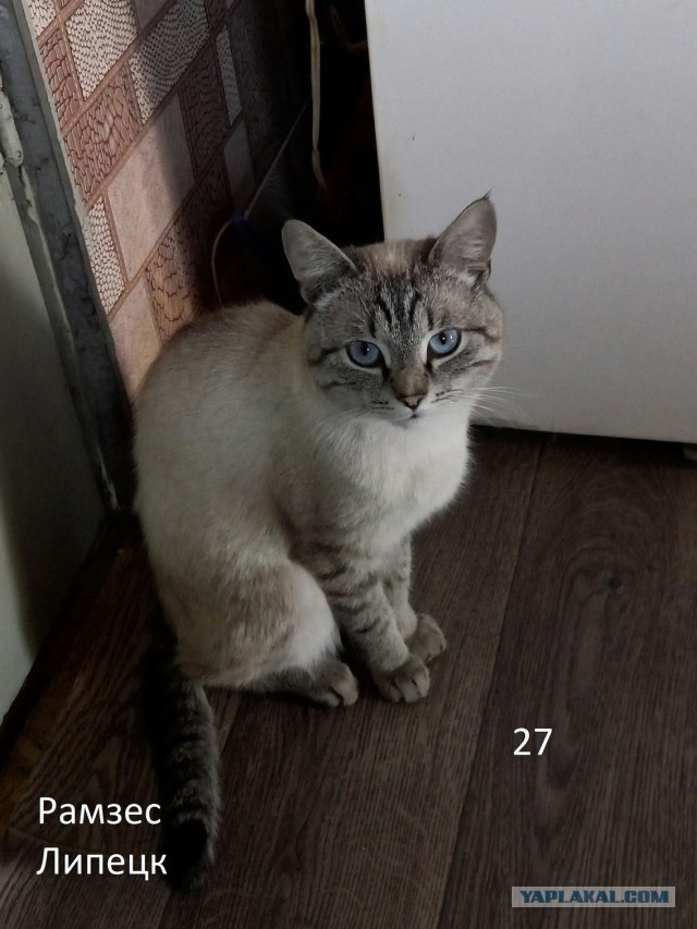 Жизнь домашнего приюта "Котоленд" 257