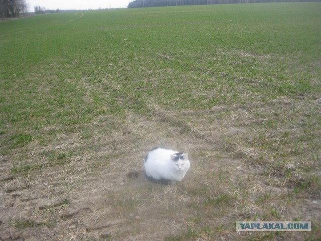 Жизнь домашнего приюта для котеек 337