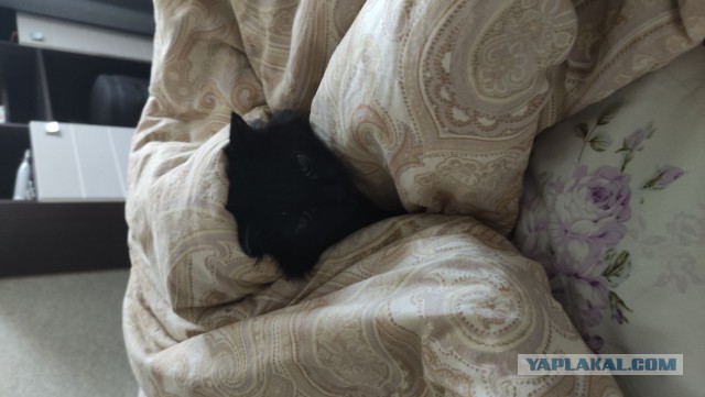 Даешь котовторник!