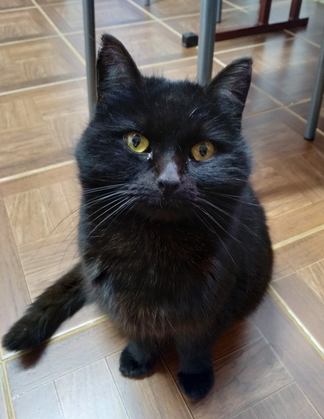 Хоба! Котовторник!