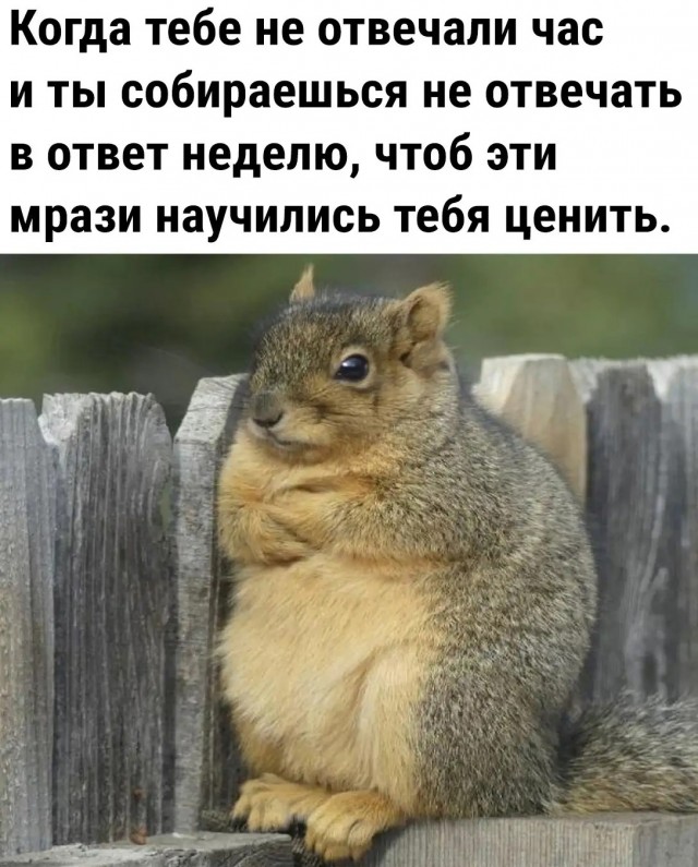 Месево из картинок, поулыбаться или тупо пофтыкать