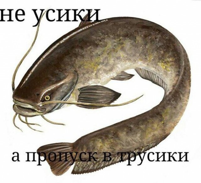 Рыбов, показываю. Красивое