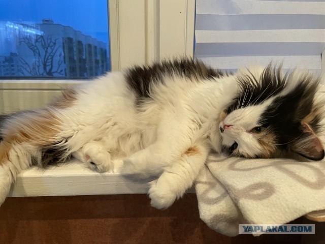 Котовторник 25.01.22