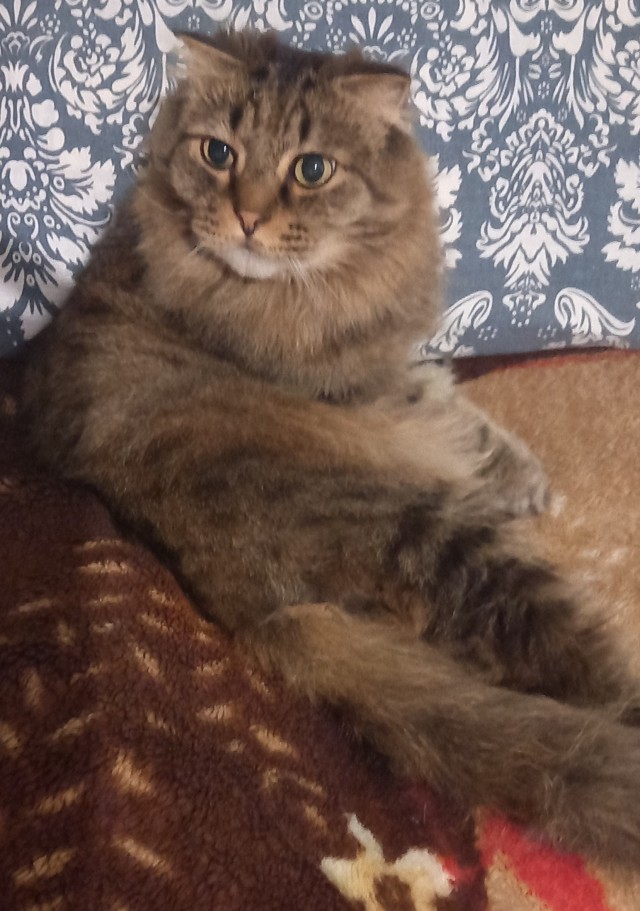Котовторник ведь начался!