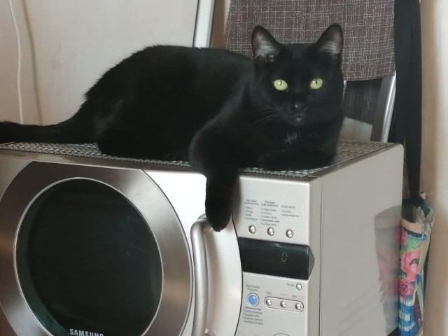 Котовторник.