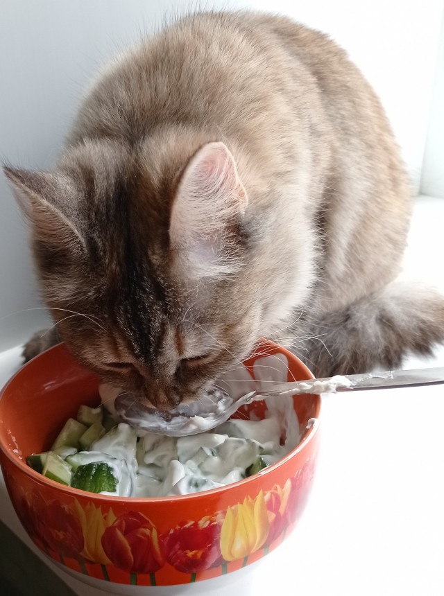 А вот и котовторник 24.05.2022